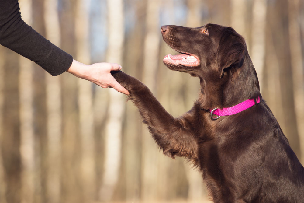 Are diabetic service dogs reliable